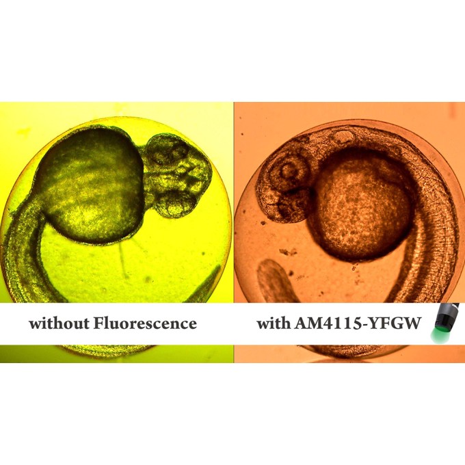 Microscop portabil USB Dino-Lite - AM4115T-YFGW cu lumina verde (525 nm) si filtru 570 nm - Fluorescenta portocalie-rosie (proteina)